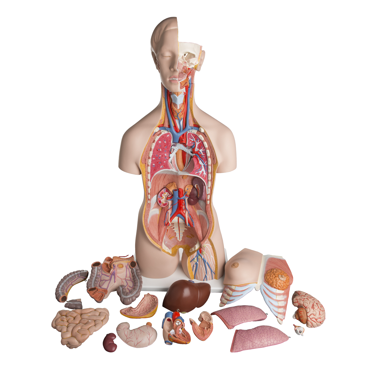 Maniqu Torso 24 partes con espalda abierta